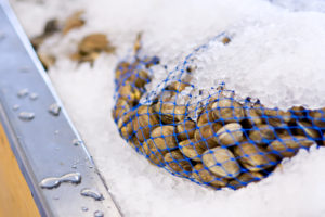 clams on ice